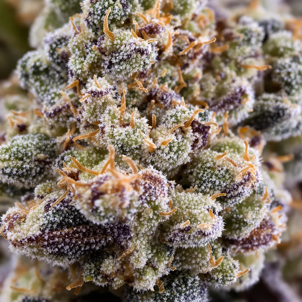 Wilson cannabis bud close-up showing dense forest-green nugs