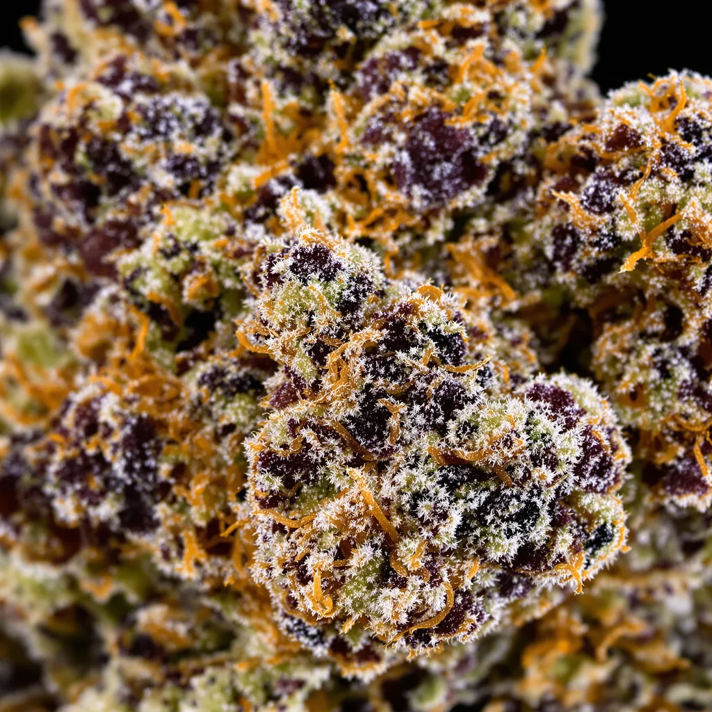 WSU cannabis bud close-up showing dense purple-tinged calyxes