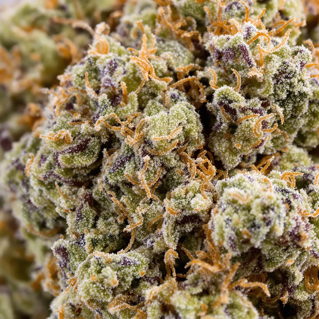 WTF cannabis bud close-up showing balanced bud structure with frosted trichomes