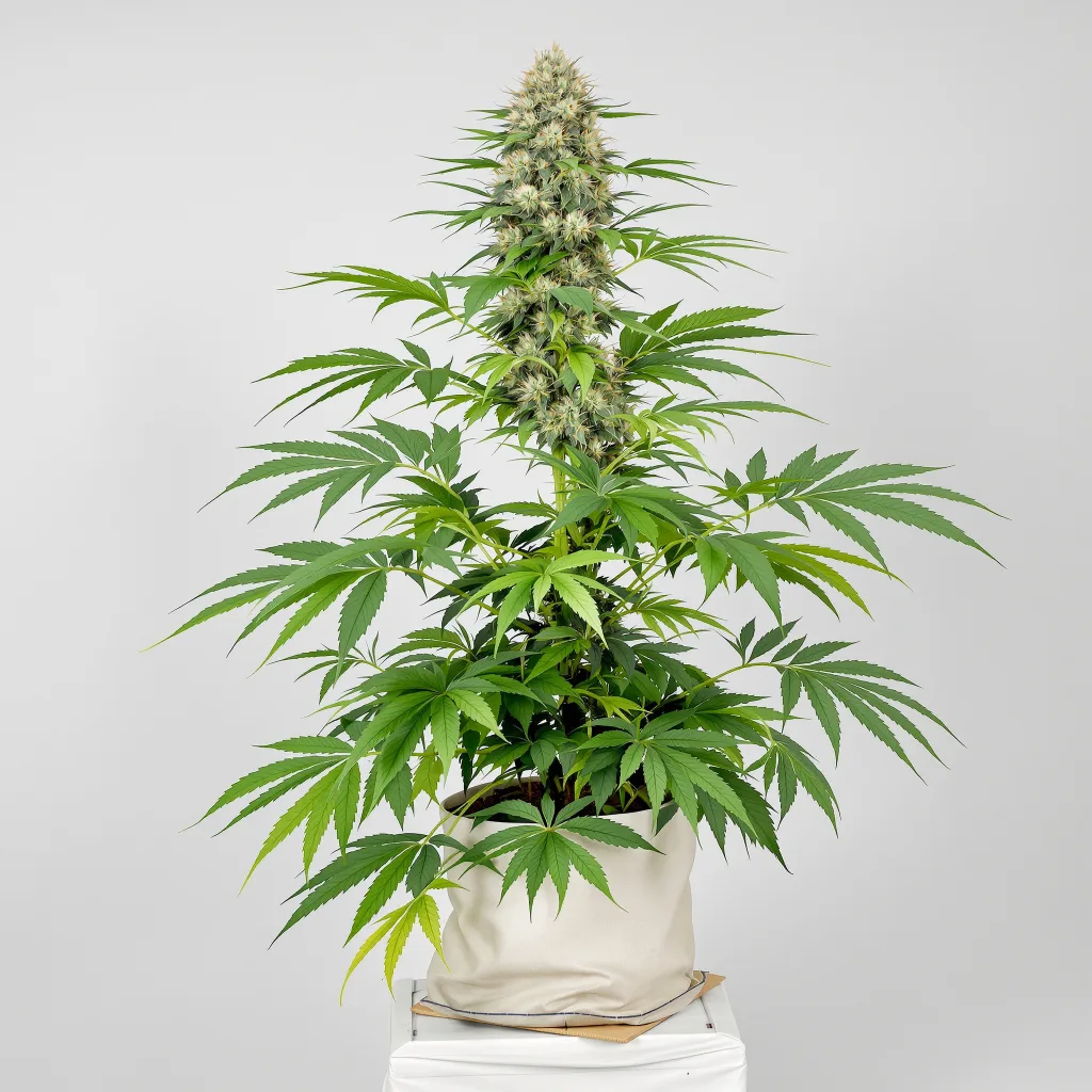 Yoda’s Brain cannabis seeds packaging — Royal King Seeds UK