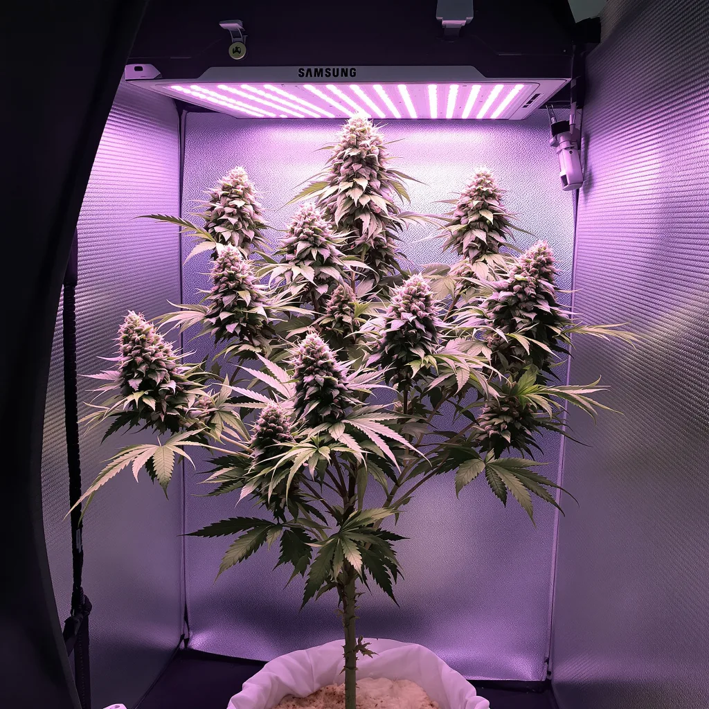Zashimi 49% indica / 51% sativa flower with visible trichomes