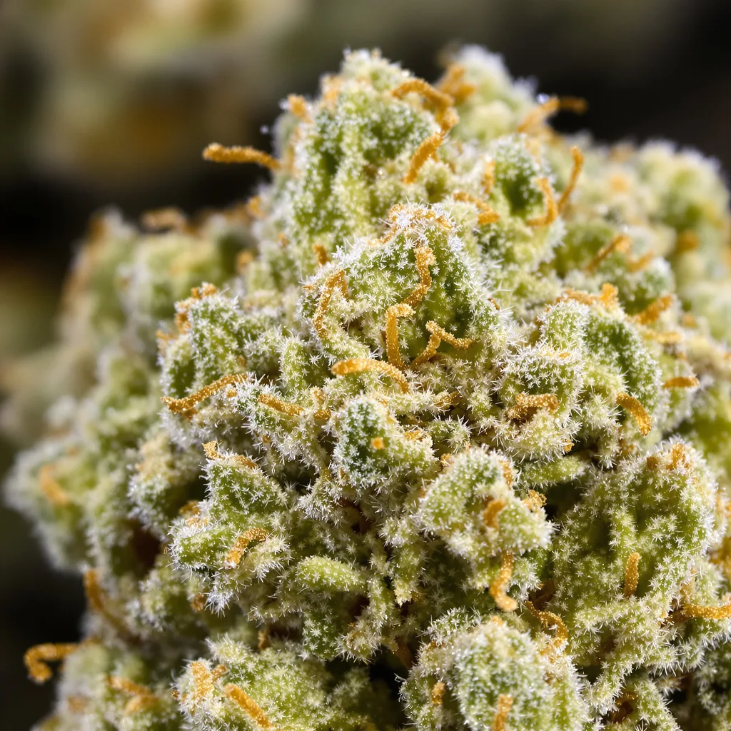 Zen CBD cannabis bud close-up showing pale-green low-resin flower