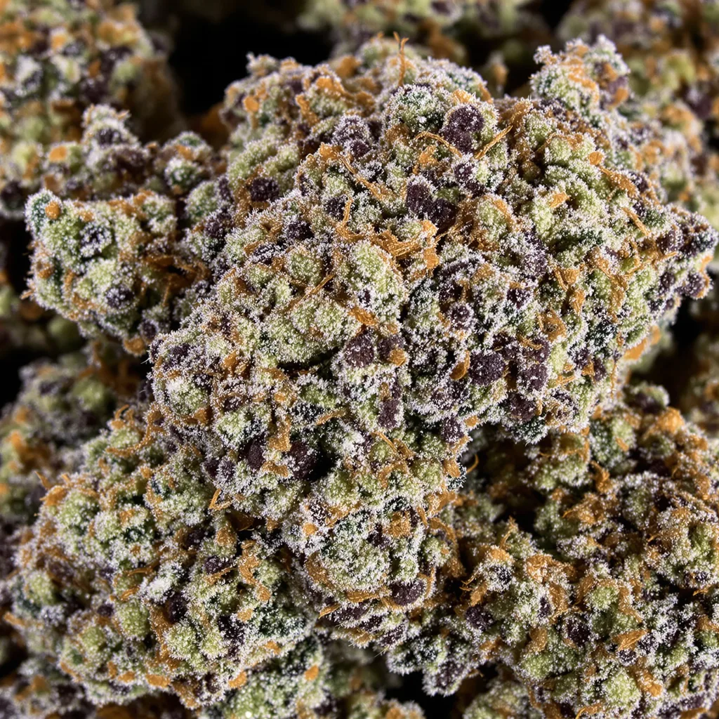 Zombie Kush cannabis bud close-up showing dense purple-tinged calyxes