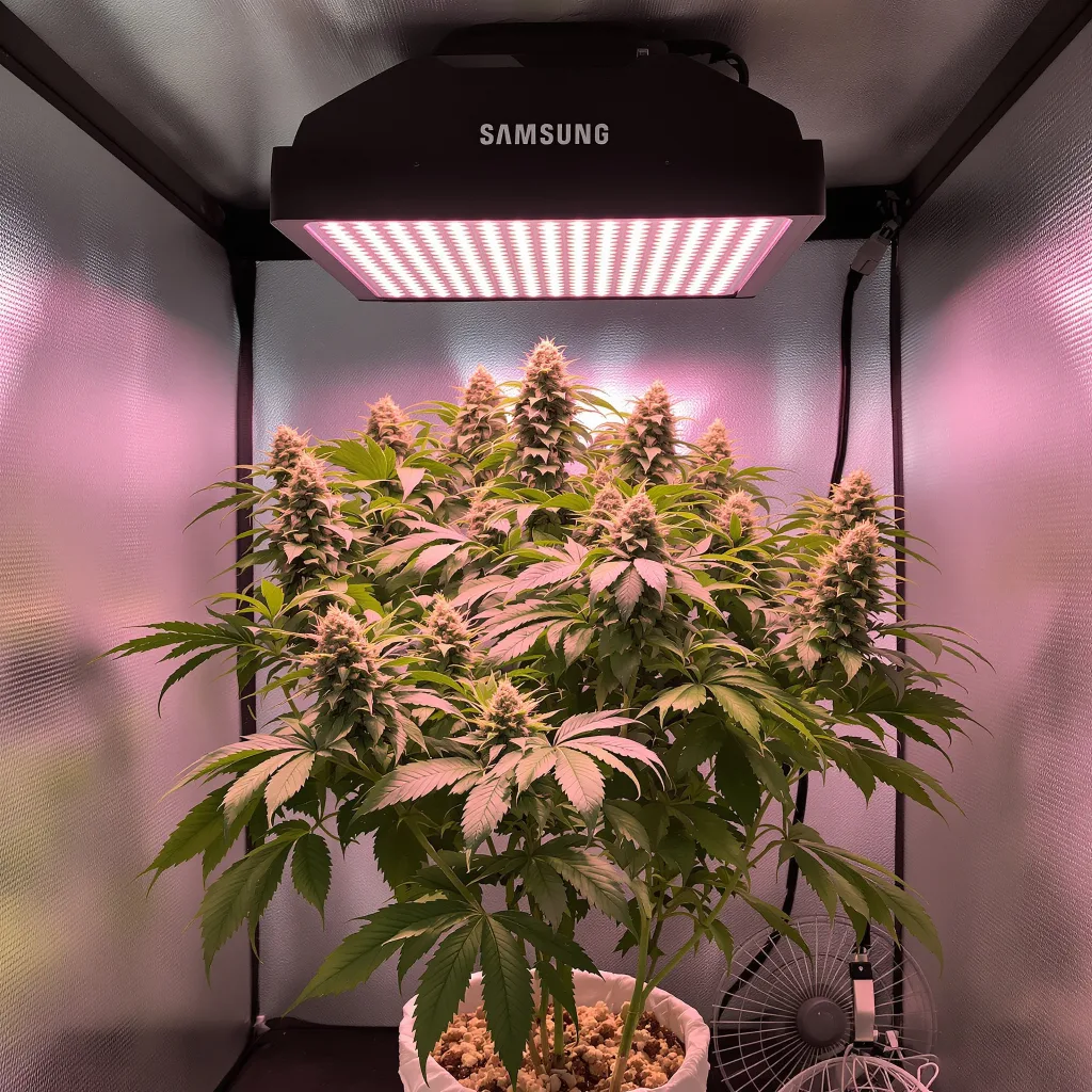 Zombie OG 68% indica / 32% sativa flower with visible trichomes