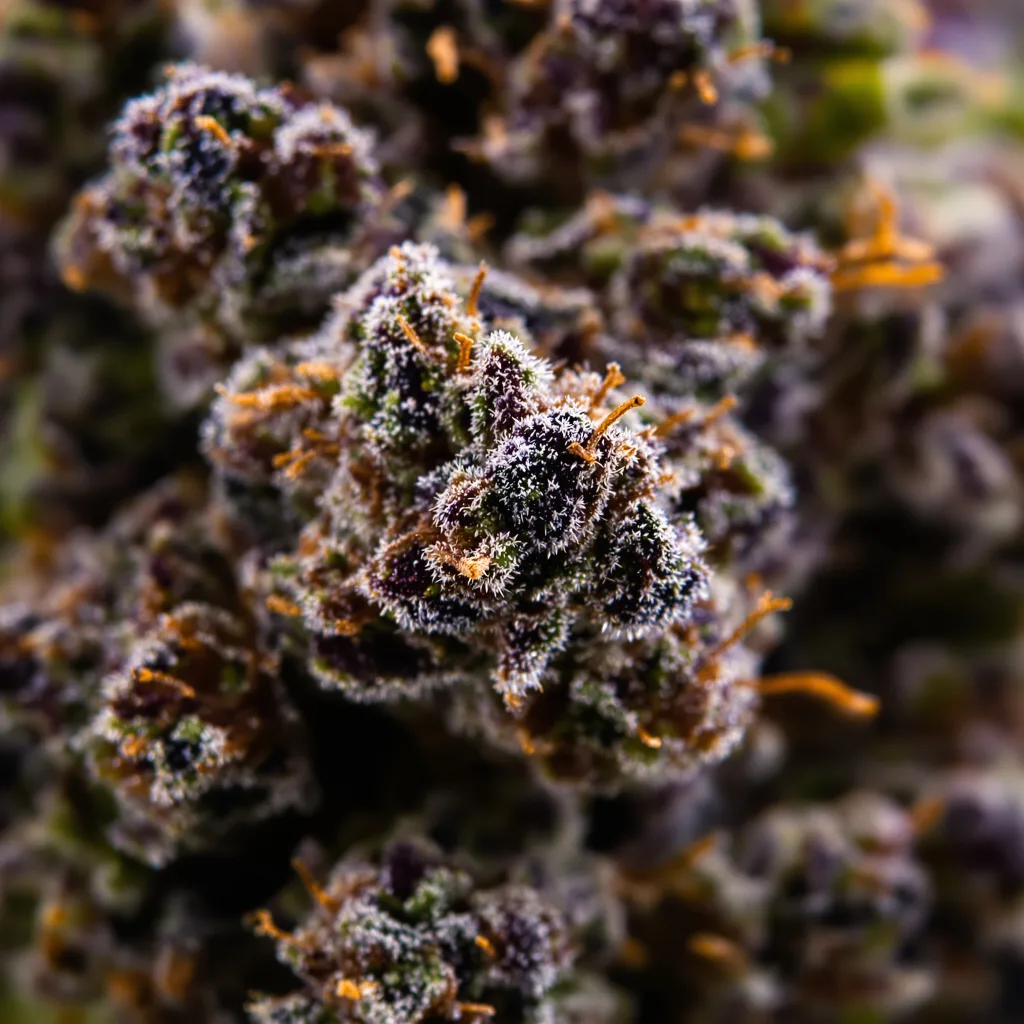 Zombie OG cannabis bud close-up showing dense purple-tinged calyxes